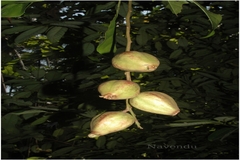Barringtonia racemosa